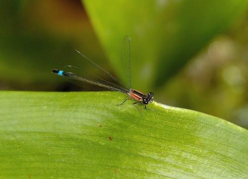 Ischnura elegans